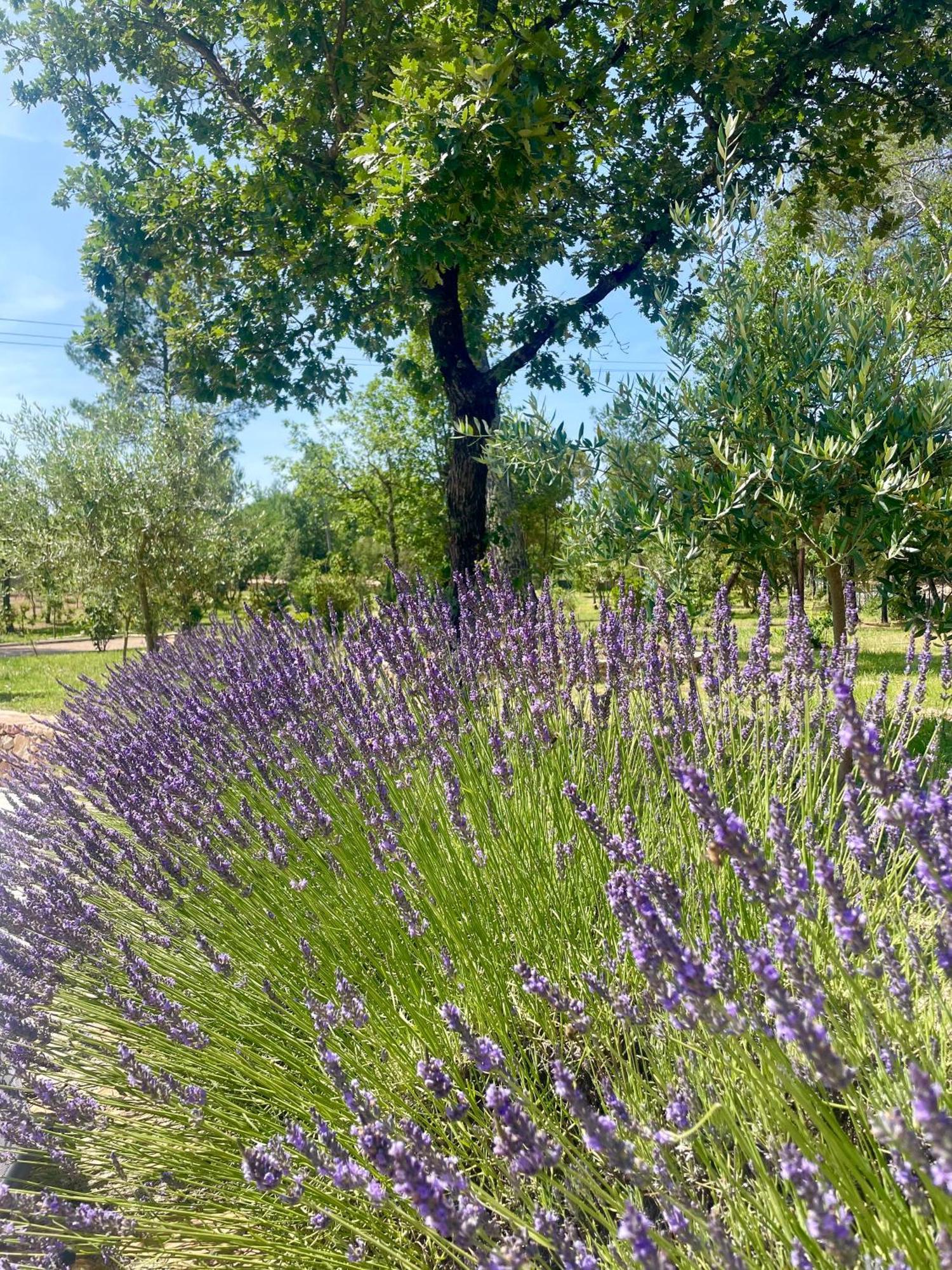 Superbe Villa Seillans La Grande Bastide Avec Piscine, Jardin, Climatisation Et Salle De Sport Экстерьер фото